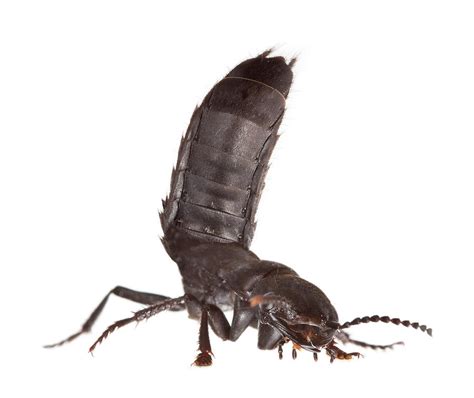 We did not find results for: Devils Coach Horse Photograph by Natural History Museum ...