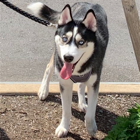Akc registered ,vaccinated ,friendly with kids ,other household animals blue eyes. Adopt a Siberian Husky puppy near New York, NY | Get Your Pet