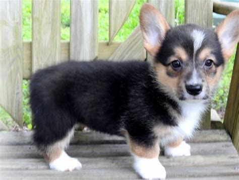 Puppyfinder.com is your source for finding an ideal puppy for sale near wisconsin dells, wisconsin, usa area. Pembroke Welsh Corgi Puppies For Sale | Thorp, WI #299453