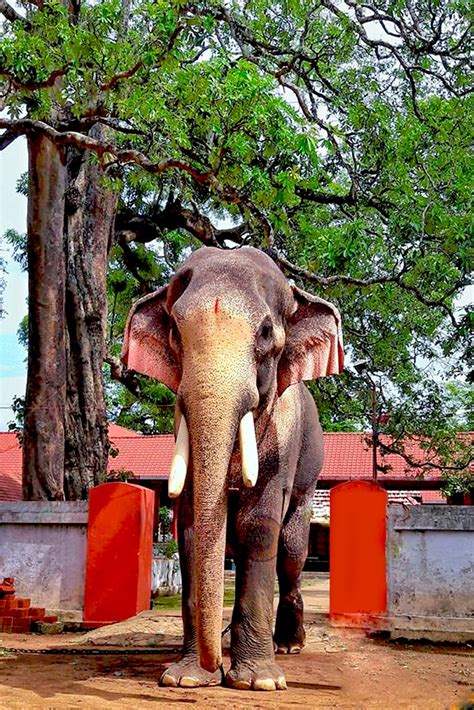 Thechikottukavu ramachandran (born 1964) is an elephant owned by thrissur thechikkottukavu peramangalathu devaswom. Thechikottukavu Ramachandran HD Images | Thechikottukavu ...