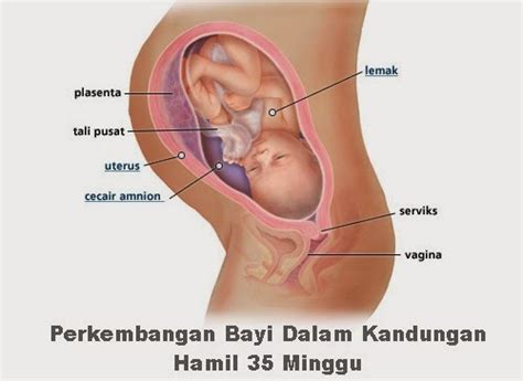 Refleksnya pun mulai terkoordinasi sehingga ia dapat mengedipkan mata, menutup mata, memutar kepala, menggenggam dengan kuat, merespons cahaya. Perkembangan Bayi Dalam Kandungan Hamil 35 Minggu