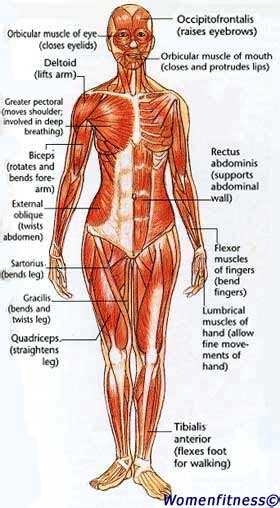 Then you can draw the individual muscle groups. Women Fitness: Strength Training Muscle Map