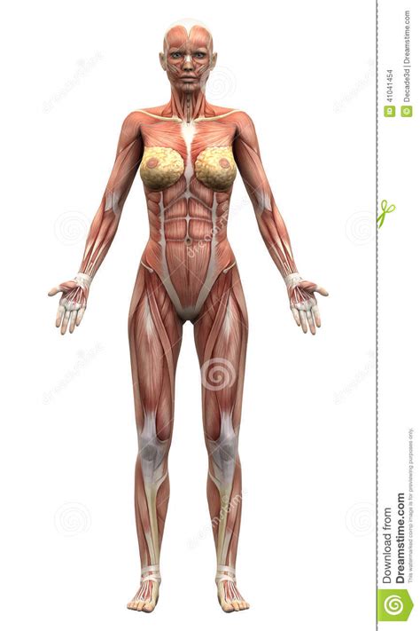 In what way does physiology depend of anatomy? Female Anatomy Muscles - Anterior View Stock Illustration ...