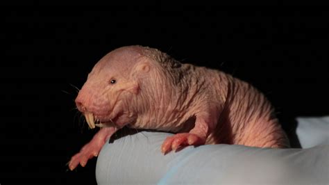 The bizarre biology of the naked mole rat means oxygen is a bonus - The ...