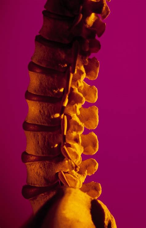 Check spelling or type a new query. Pain in the Lower Back, Hips & Legs | Livestrong.com