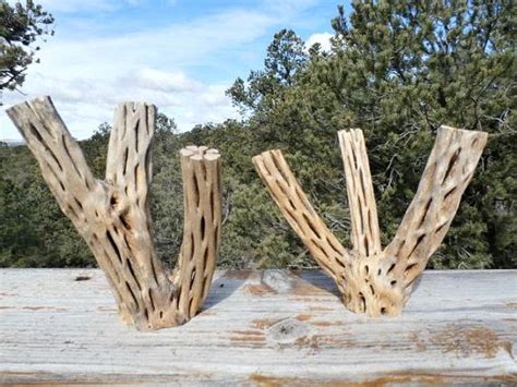 Dry, boil, or dead tree chollas lose their skin and soft tissue to reveal an odd skeleton of wood perforated with a pattern of oblong, narrow holes. Cholla Cactus Skeleton Craft Wood Kit by ...