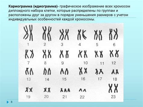 Размножение клеток - презентация онлайн