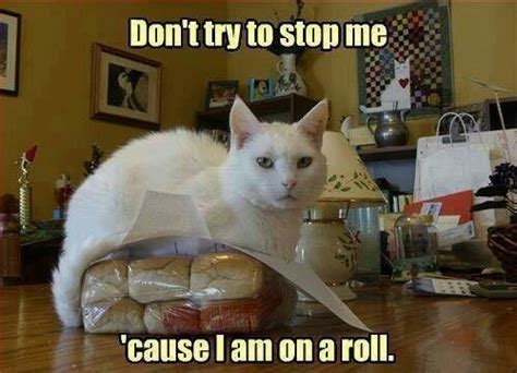 Before going after a mouse, what did the dad cat say to his family? 17 Best images about I like corny jokes. on Pinterest ...