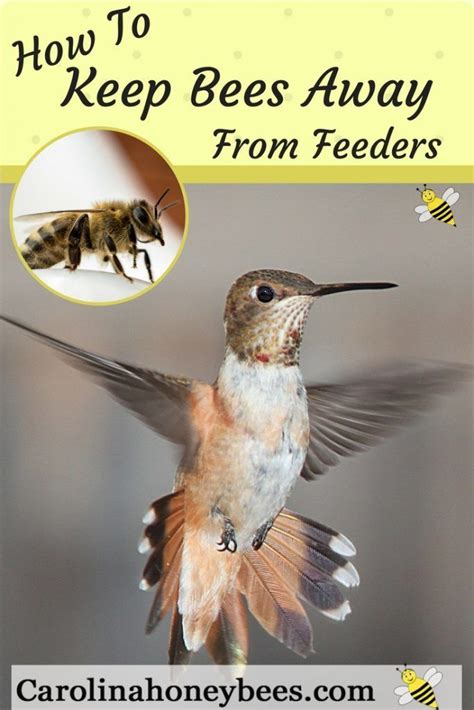 They can help keep bees away. How to Keep Bees Away from Hummingbird Feeders-Carolina ...