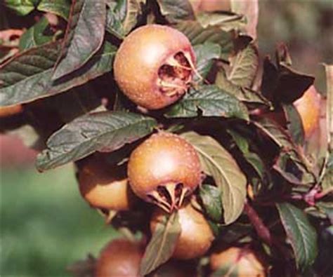 Iranian medlar quince and medlar trees for sale. Iranian Medlar - Medlar - Fruit Trees for sale | Order online