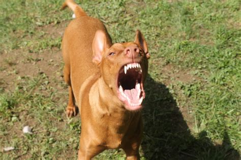 Barking is a behavior that is so inherent to dogs that it can be difficult to change. What Is Considered Excessive Dog Barking? - Alpha Trained Dog