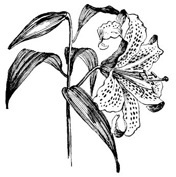 You're welcome to embed this image in your website/blog! Lilium auratum lineart - /plants/flowers/_L/lily/lily_2 ...