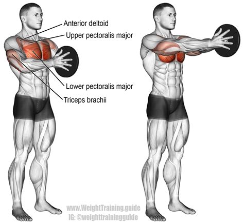 The pec major is the largest and most superficial of the anterior axioappendicular muscles, lying superficial to the entire pectoralis minor and subclavius. Svend press exercise instructions and video | Chest ...