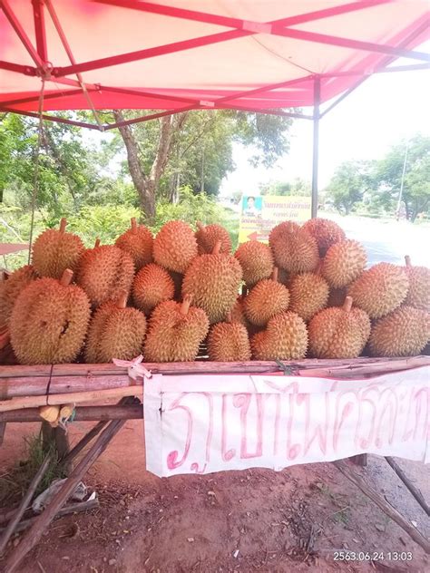 เรื่องราว ทุเรียนภูเขาไฟ ขายกิโลละ 1,200 บาท หอม หวานมันกลมกล่อม เป็นทางเลือกให้ก้าวไปสู่วิถี. เตือนคนรักทุเรียนระวังพ่อ-แม่ค้า ขึ้นป้ายหลอกขายทุเรียนภูเขาไฟ