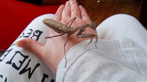 The look of the hunt. Griff the Griffin Mantis - Huge Pet Praying Mantis - YouTube