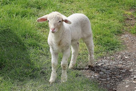 Die volkstümliche regel für die festlegung des ostertermins besagt, dass ostern am ersten sonntag ist, der auf den ersten vollmond am oder nach dem 21. Rund um Ostern - Erinnerungen Ihres Redakteurs