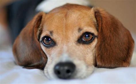 Sono stanco di questo paese: Signora Si Fa Scopare Dal Cane : Cucciolo In Bianco E Nero ...