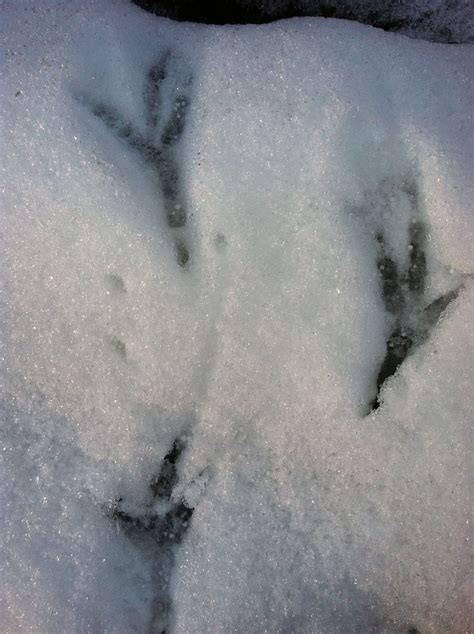 5,774 likes · 535 talking about this. Turkey feet in the snow, VT | Virginia tech hokies ...