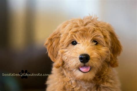 Goldendoodles and bernedoodles are renowned for having the perfect temperament and intelligence to be amazing therapy dogs, diabetic alert dogs, autism dogs have a question about our bernedoodle or goldendoodle puppies? F1 Goldendoodle Puppies California - Pets Ideas