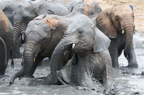 Buy the best and latest keep bath warm on banggood.com offer the quality keep bath warm on sale with worldwide free shipping. Having a mud bath is one way for elephants to keep warm ...