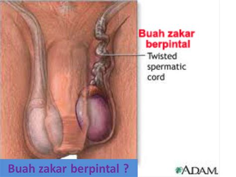 Seandainya onani adalah jalan yang halal dan tidak memberikan efek buruk pasti rasulullah akan membuat badan menjadi lemah dan kurus. Gambar Penis - Gay And Sex