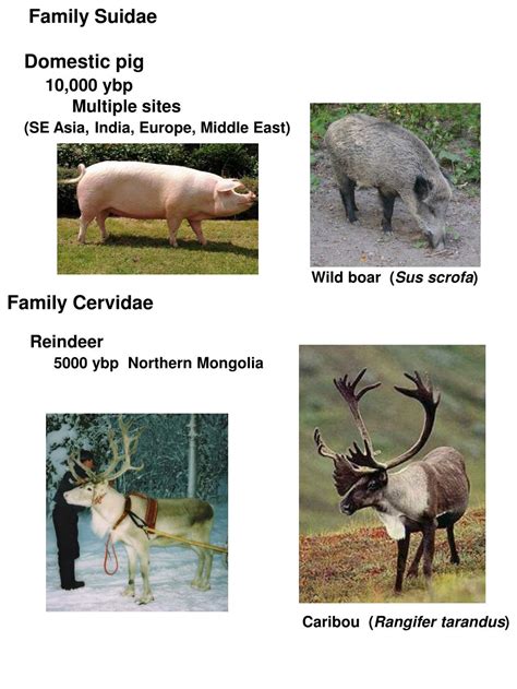 The origins of animal domestication and husbandry: PPT - SPECIES INTERACTIONS PowerPoint Presentation, free ...