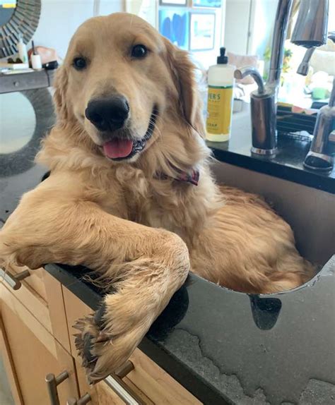 Once your baby is ready for a bath, you might use a plastic tub or the sink. Silly Dog Refuses To Bathe Anywhere Except For His ...