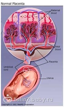 Плацента — что о ней нужно знать?, placenta chto