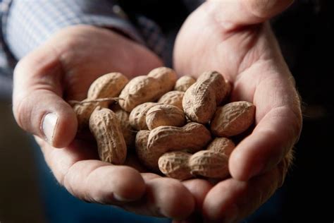 Farmers plant specially grown and treated peanut kernels from the previous year's crop about two inches deep, approximately one to two inches apart in rows. Peanuts Take Root in South Carolina - Farm Flavor