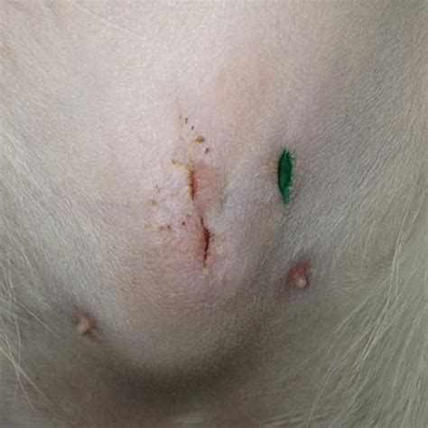 2 looking for fleas on your cat. What should a healing cat spay incision look like