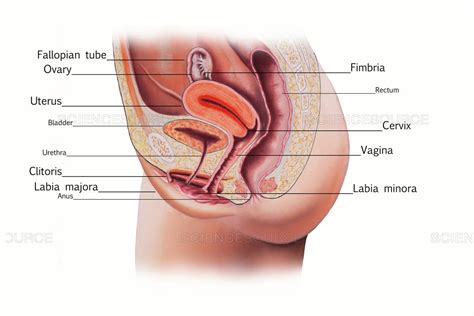 Female reproductive organs diagram labeled. Female Reproductive Anatomy Diagram - Anatomy Diagram Book