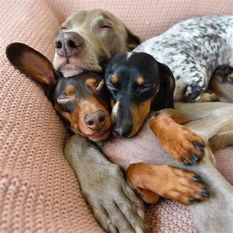 Get healthy pups from responsible and professional breeders at puppyspot. Doxies!!! image by Suzanne Duchesne | Dogs, Puppies, Funny animals