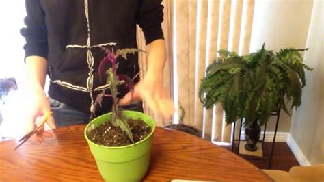 Easy to grow in the right spot. Houseplants: How to take cuttings - YouTube