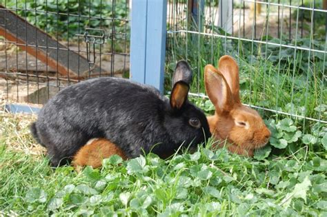 Als nächstes kommt ein video über meine garten samen. Probleme beim Decken