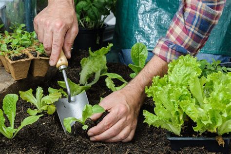 Purchase garlic heads that are intended for planting because garlic in grocery produce sections may. Planting Vegetables In Zone 5 - Learn When To Plant Crops ...