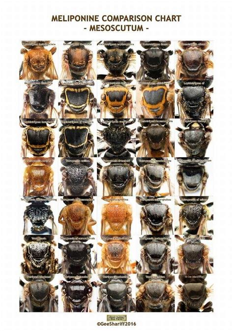 Tidak hidup sendiri, lebah madu merupakan spesies yang hidup berkoloni dalam spesies ini berasal dari kalimantan dan memiliki persebaran ke wilayah malaysia, sumatra, dan jawa. Katalog Jenis Lebah Linot/Trigona di Indonesia | Linöt Bee