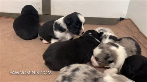 Find australian shepherd in dogs & puppies for rehoming | find dogs and puppies locally for sale or adoption in canada : Miniature American Shepherd puppies in Eugene Oregon! Fawn ...