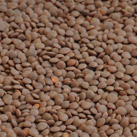 Бобовые купить оптом | Продажа бобовых культур - ExportGrain