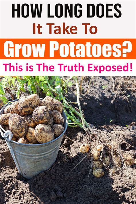 Harvest the pods when they are 3 to 4 inches long. How Long Does It Take To Grow Potatoes? This is The Truth ...