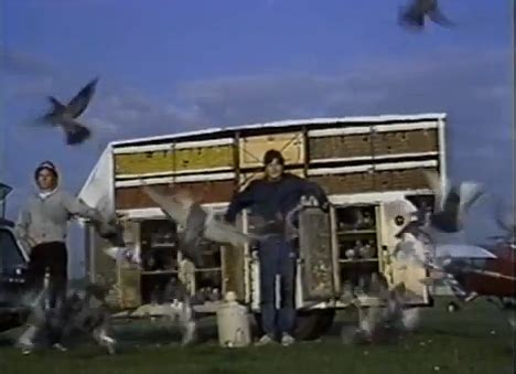 Cuckold watches wife get fucked. fuck yeah fancy pigeons | noble-cherry: I found a very ...