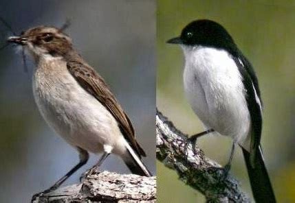 Perbedaan burung decu betina dan jantan. Tips Mengetahui Perbedaan Fisik Burung Decu Kembang Jantan ...