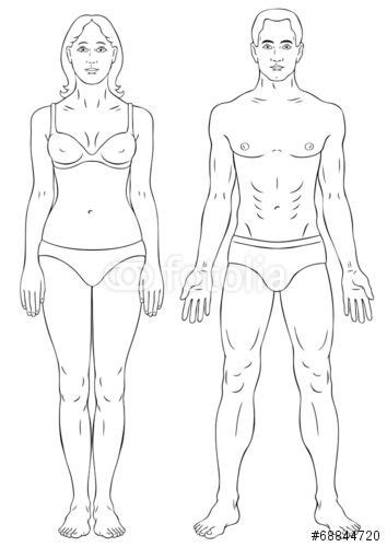 Heights, weights and bmi for men and women in an international comparison. Épinglé sur Male Surgical Anatomy