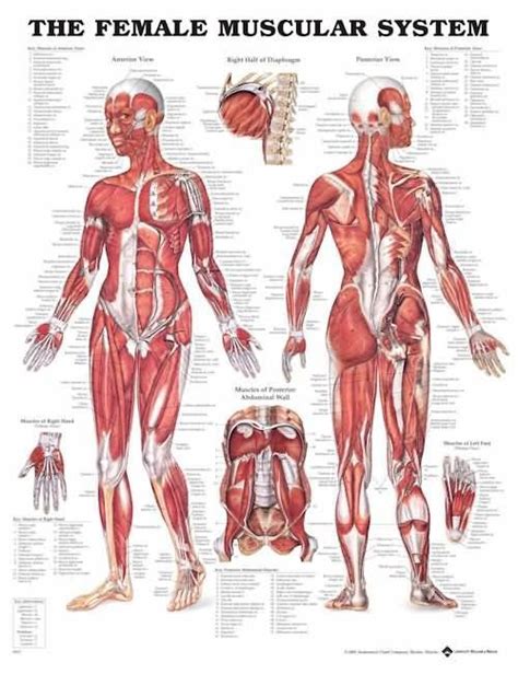 Back of tibia & fibula. Female Muscular System Anatomy Poster | Anatomical Chart ...