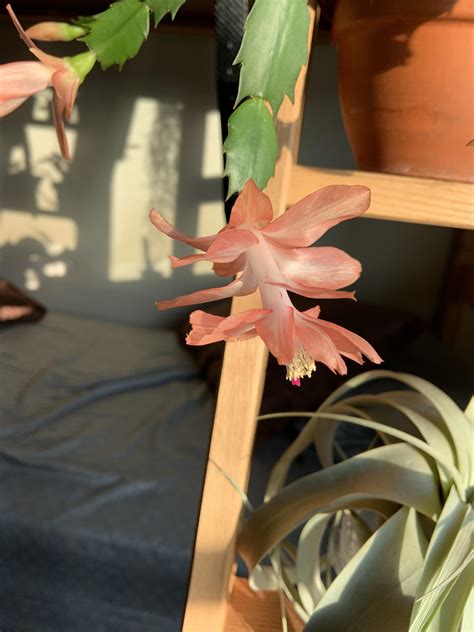 In this video i will give you all. My beloved thanksgiving cactus decided to enter full bloom ...