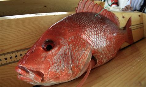 Ikan bakar kakap merah besar.makanan jalanan indonesia,meskipun tampilan sederhana tapi ikan bakar ini rasanya enak. Kenali Spesies Ikan Merah Mata Hitam - Umpan