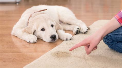 Although the course is meant to help volunteers train and raise service dogs, it's still beneficial to anyone raising a puppy. Potty Training Your Puppy - Pets Grooming Prices
