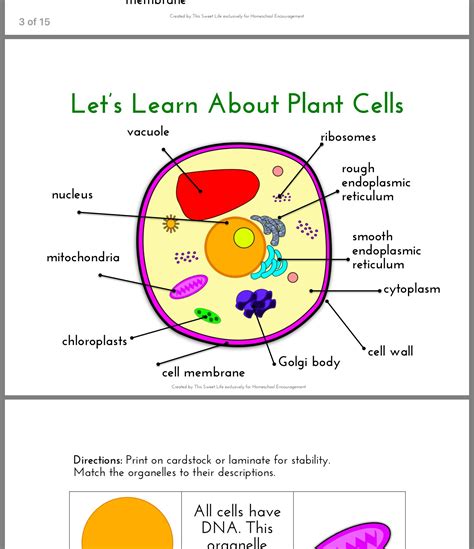 This video summaries the basic differences. Pin by Melissa Knight on Brooke Medical | Cell wall, Cell ...