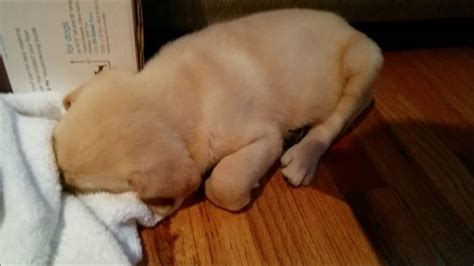 Try having your puppy sleep in a crate with good ventilation and light bedding, or if they are house broken, allow them to sleep on the floor. Adorable 7 Week Labrador Puppy Miko Has Hiccups - YouTube