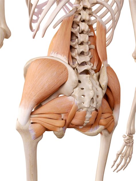 Muscles, connected to bones or internal organs and blood vessels, are in charge for movement. Muscle and ligament pain in the lower back