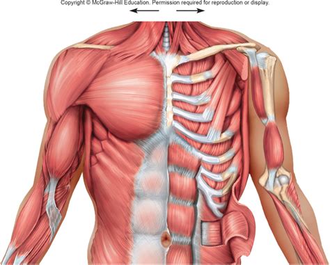 The chest muscle is a piece of a bigger gathering of pushing muscles found in the abdominal area. Chest Muscle Anatomy Diagram - In Human Anatomy The Chest ...